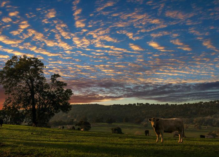 some cows